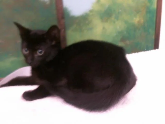 A baby small-sized male Domestic Short Hair cat named A for adoption in Houston, TX