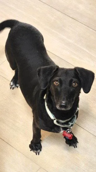 An adult small-sized female Dachshund dog named Layla Dachshund for adoption in San Diego, CA