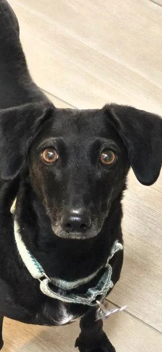 Layla Dachshund thumbnail 2