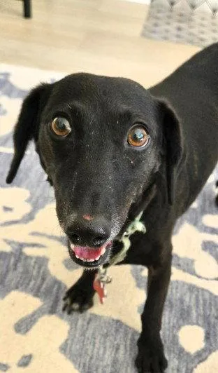 Layla Dachshund thumbnail 3
