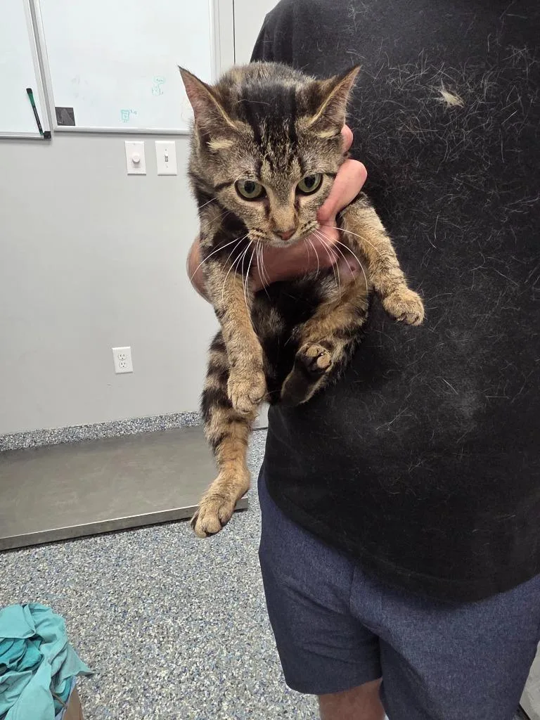 A baby small-sized female Domestic Short Hair cat named Croppy for adoption in Angola, IN