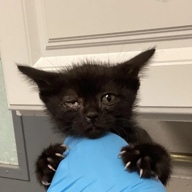 A baby small-sized female Black Domestic Short Hair cat named Roomba for adoption in Greenville, SC