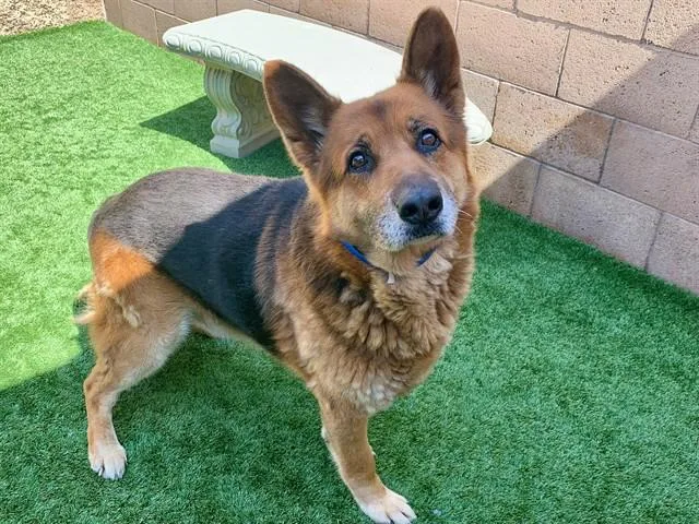 A senior medium-sized male Red / Chestnut / Orange German Shepherd Dog dog named Save Me Please! Roman for adoption in San Marcos, CA