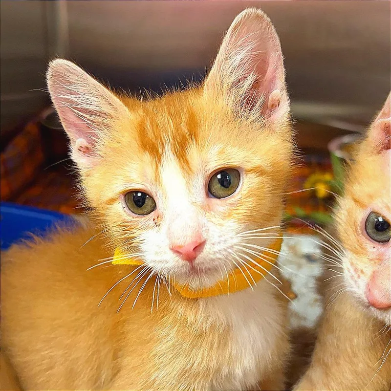 A baby small-sized male Orange / Red Domestic Short Hair cat named Joey for adoption in Hannibal, MO