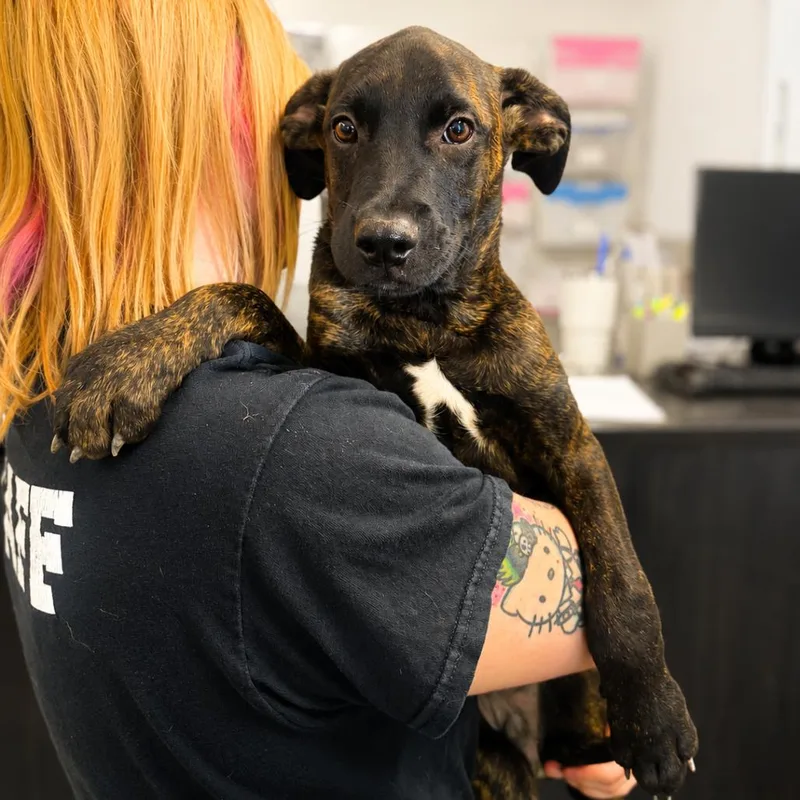 A baby small-sized male Brindle Mixed Breed dog named Pauly for adoption in Hopkinton, MA