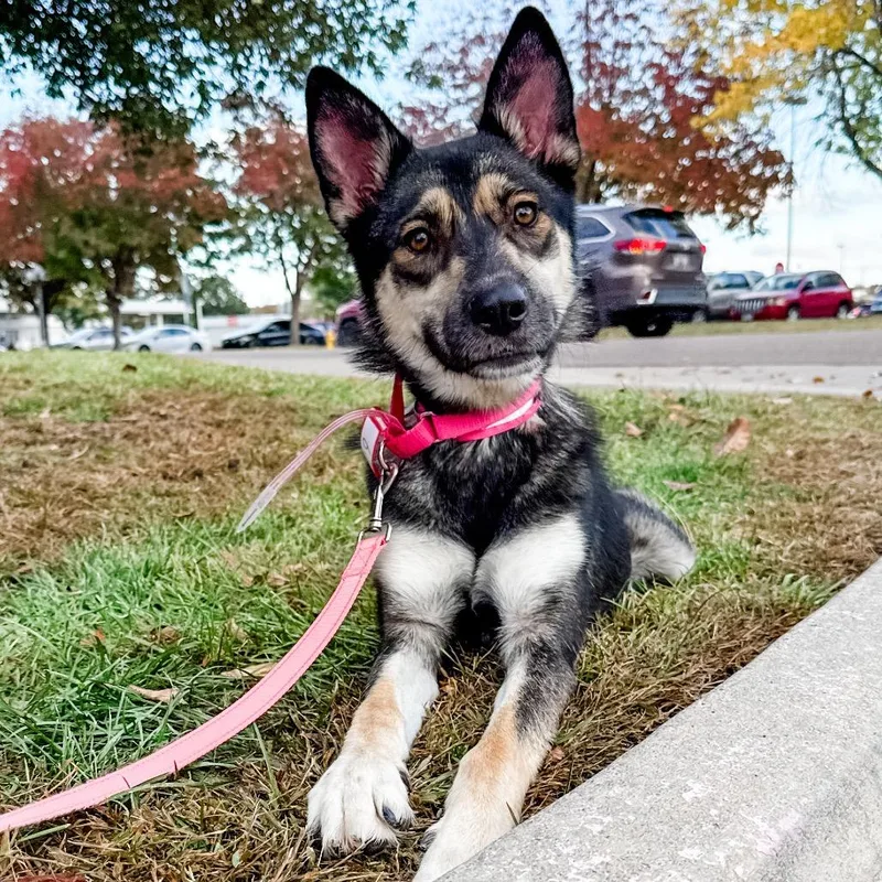 An adult medium-sized female German Shepherd Dog dog named Calliope for adoption in Parker, CO