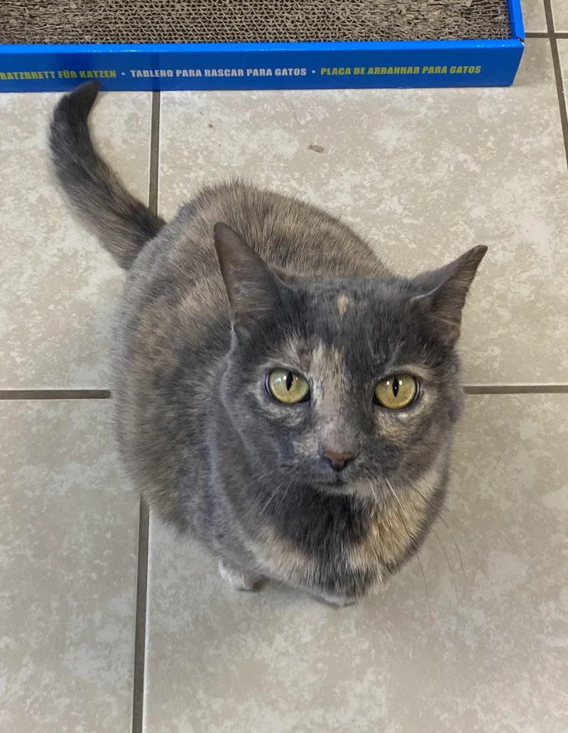A young medium-sized female Domestic Short Hair cat named Stickers for adoption in Satellite Beach, FL