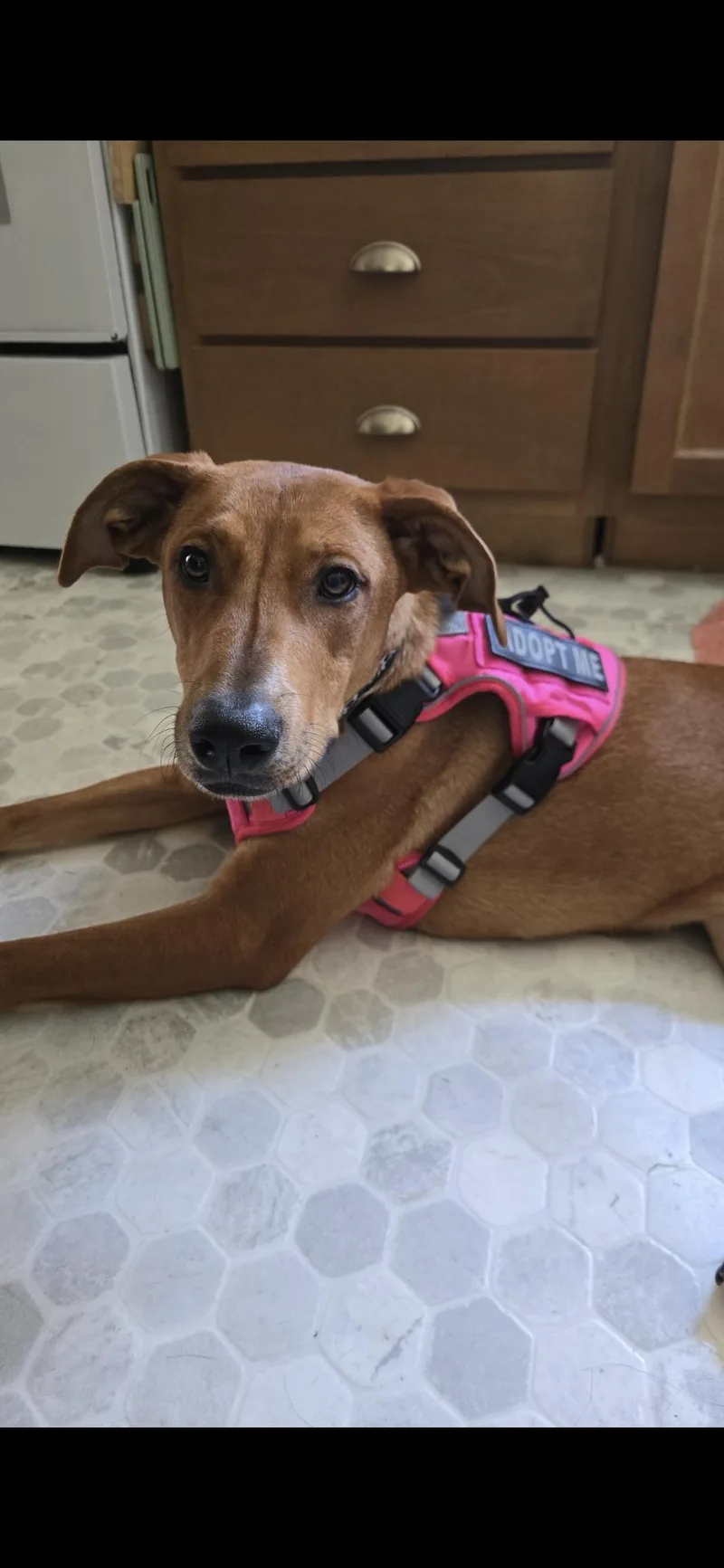 A young medium-sized female Red / Chestnut / Orange Greyhound dog named Rosey for adoption in Scottsburg, IN