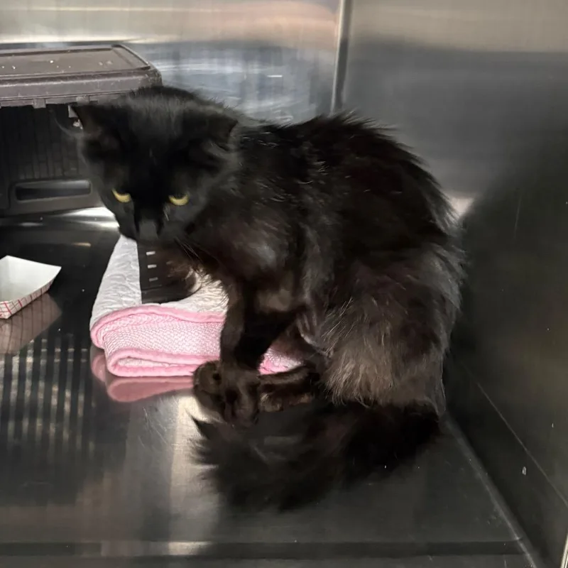 A young medium-sized female Black Domestic Long Hair cat named Bridgette for adoption in Spokane, WA