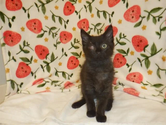 A baby small-sized female Domestic Short Hair cat named Rosie for adoption in San Jose, CA