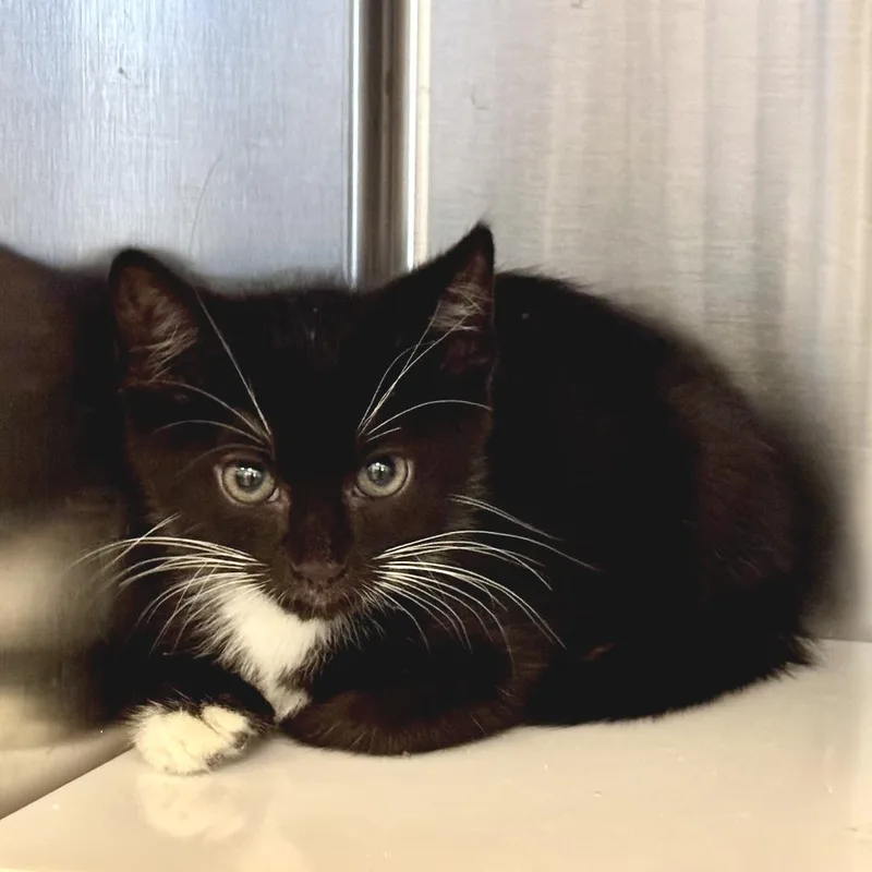 A baby small-sized male Domestic Short Hair cat named Fir for adoption in Los Angeles, CA