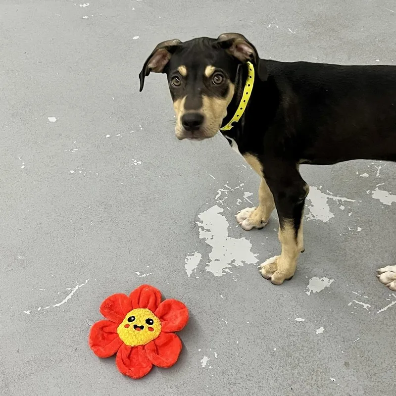 Debbie