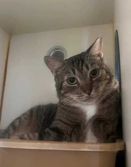 An adult small-sized male Domestic Short Hair cat named Tubby for adoption in Thousand Palms, CA