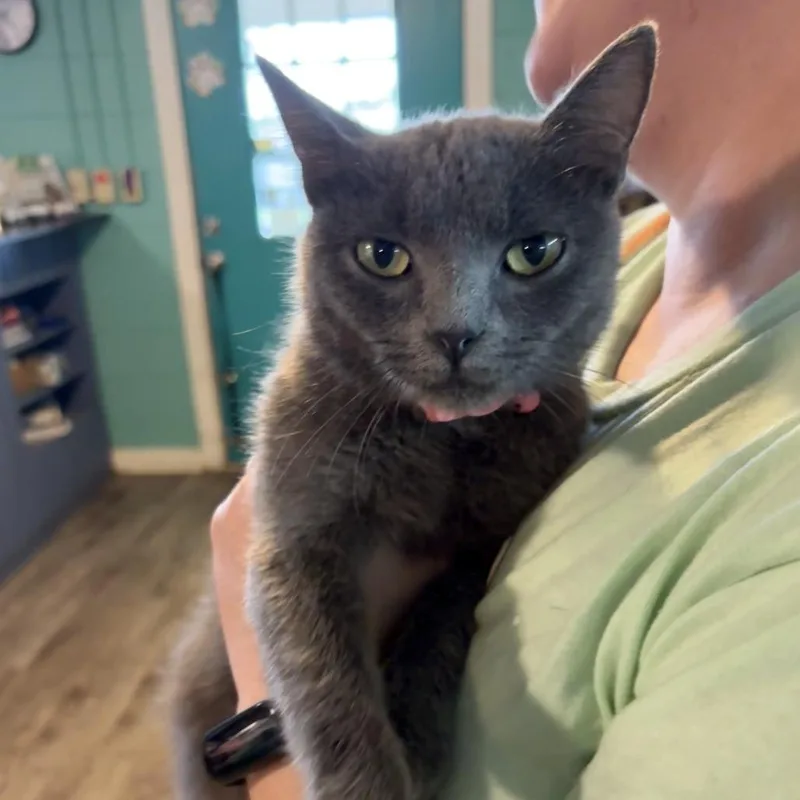 A young medium-sized female Gray / Blue / Silver Domestic Short Hair cat named Sister for adoption in Jefferson city, TN