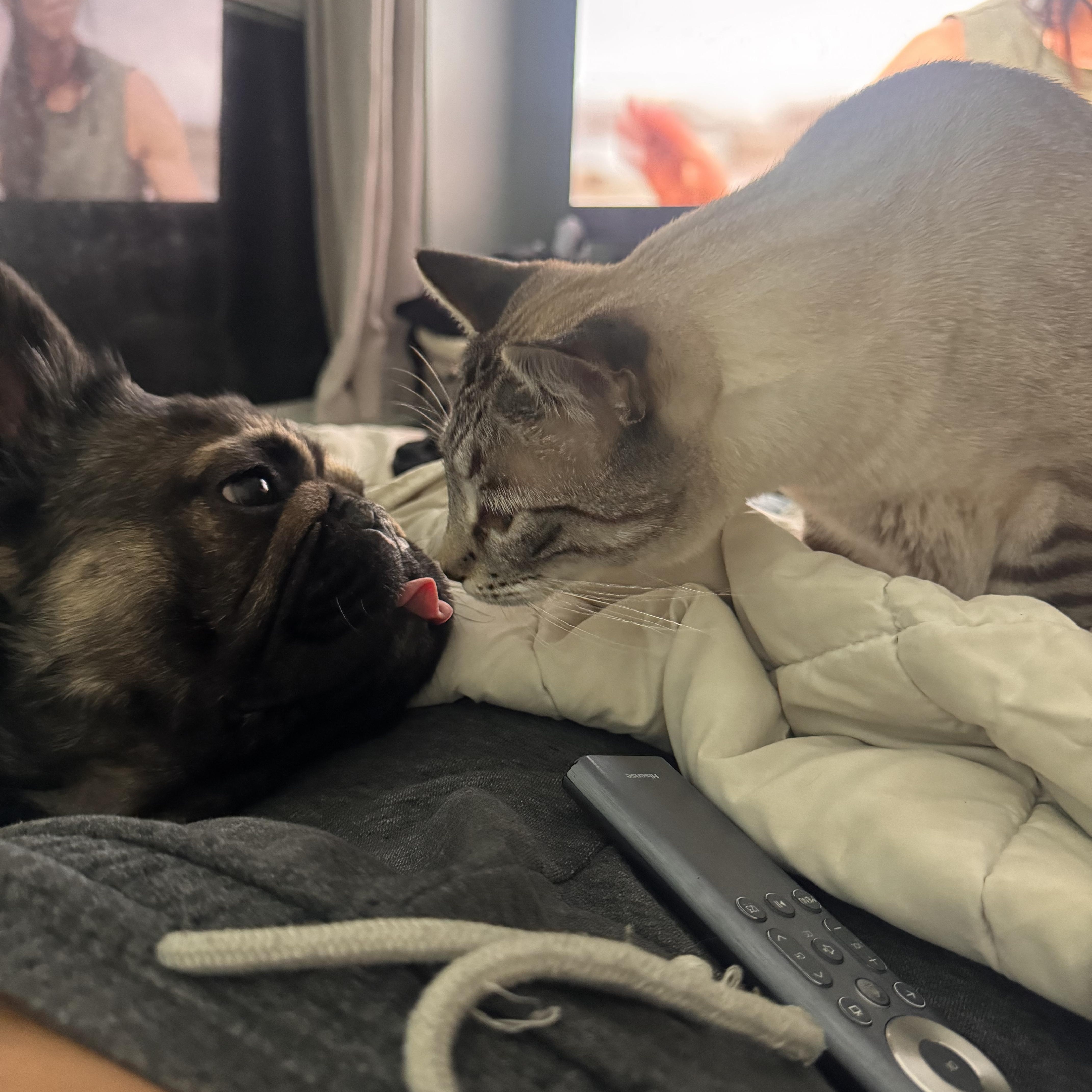 An adult medium-sized male French Bulldog dog named Biscuit for adoption in vero beach, FL