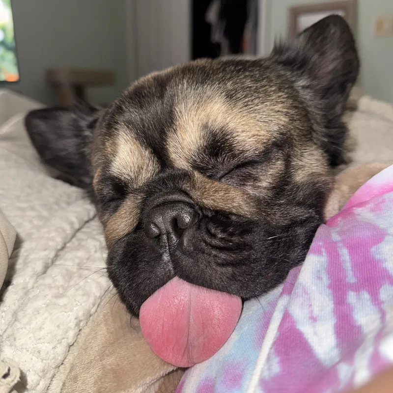 Biscuit thumbnail 2