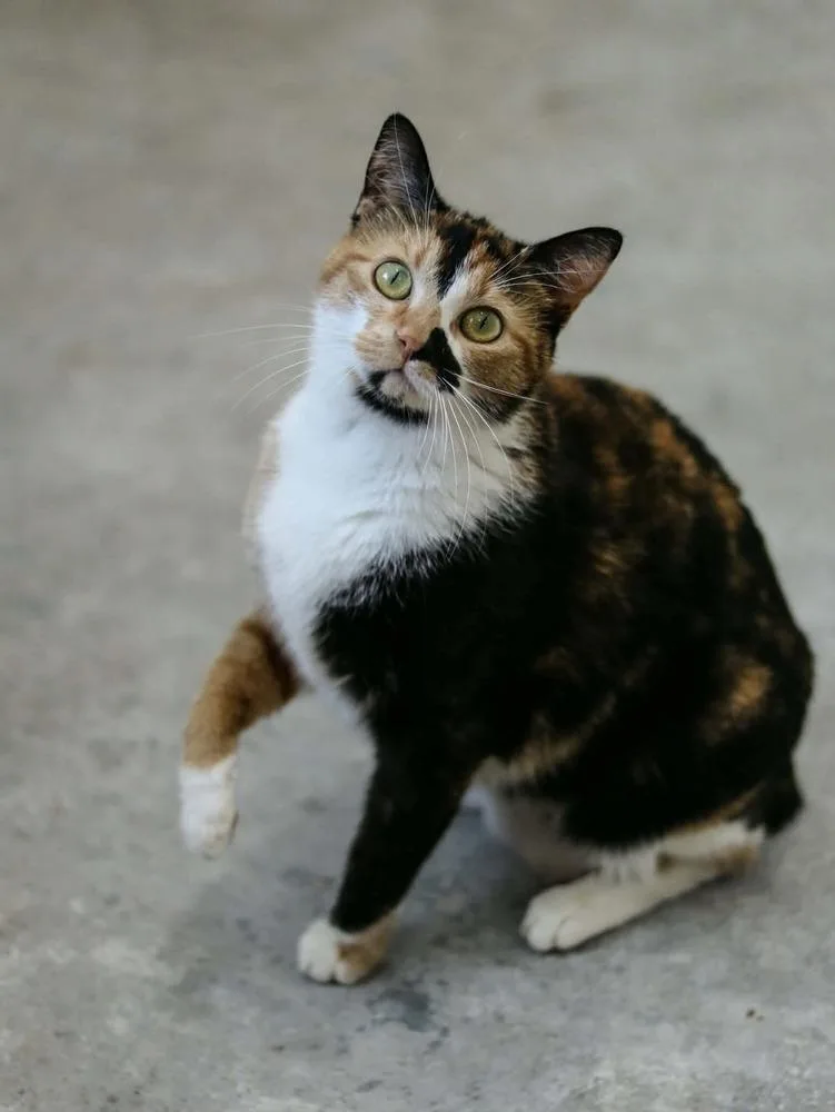 An adult medium-sized female Calico cat named Maribelle for adoption in Lewisburg, TN