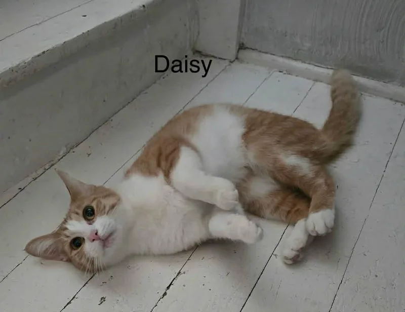 Daisy thumbnail 2