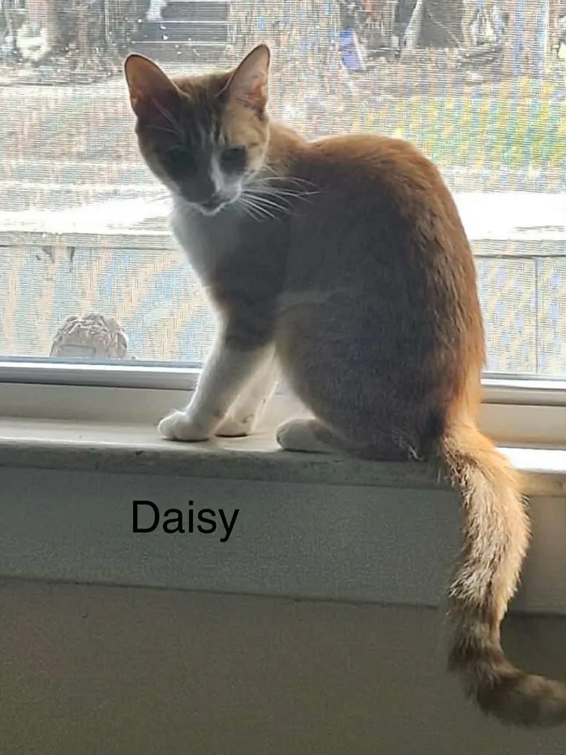 Daisy thumbnail 3