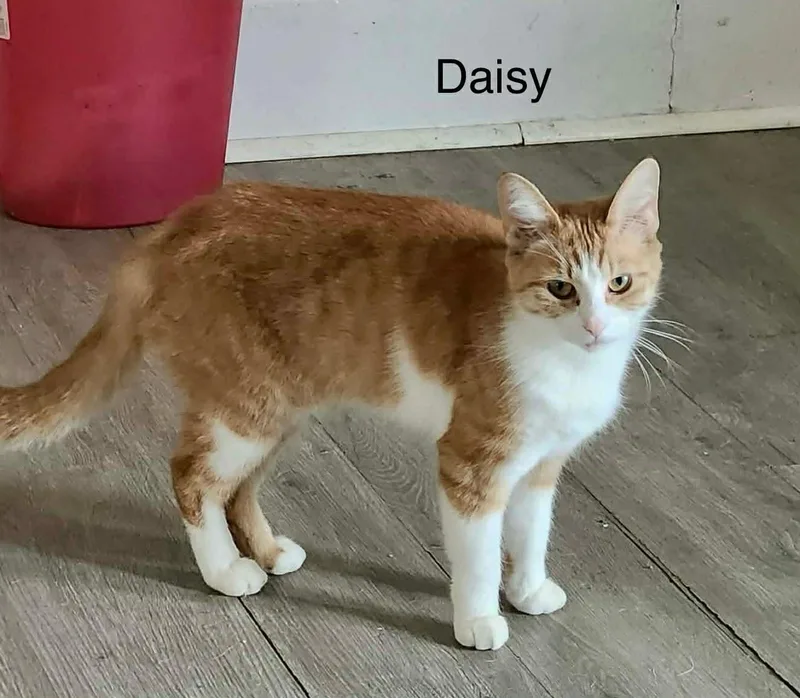 Daisy