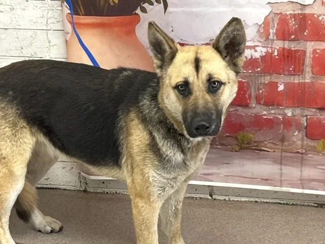 A young small-sized female German Shepherd Dog dog named Regina for adoption in San Bernardino, CA