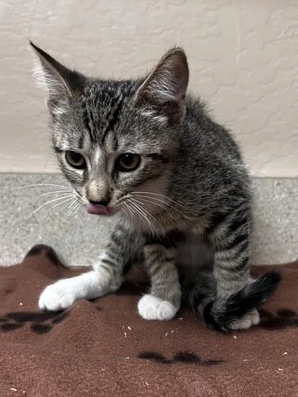A young small-sized male Domestic Short Hair cat named Jack for adoption in Phoenix, AZ