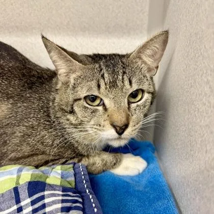 An adult small-sized male Gray / Blue / Silver Domestic Short Hair cat named Ford for adoption in Atlanta, GA
