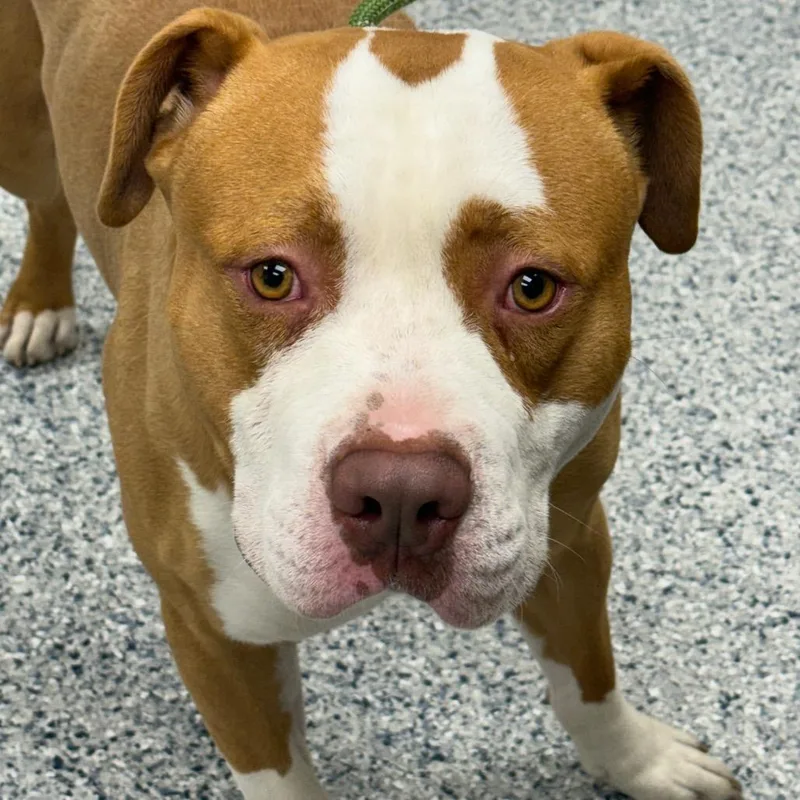 An adult large-sized male Pit Bull Terrier dog named Chico for adoption in Chicago, IL