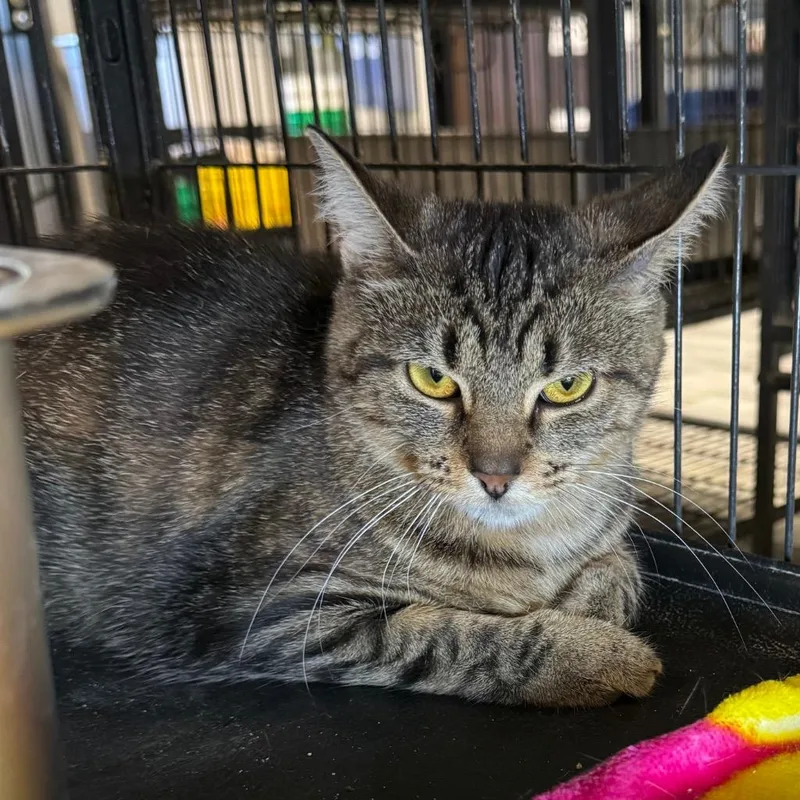 A young medium-sized female Domestic Short Hair cat named Cheeks for adoption in Saginaw, MI