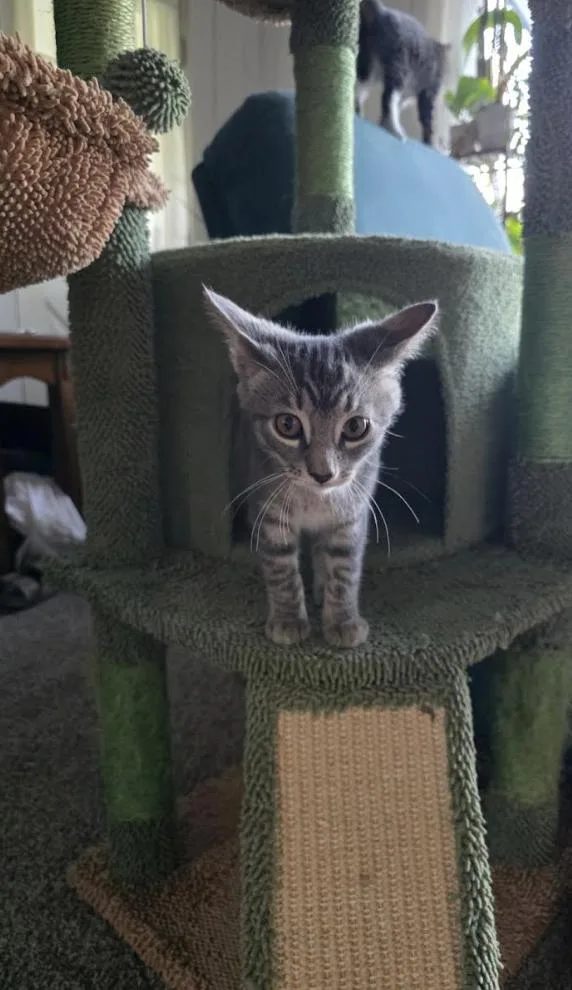 A baby medium-sized male Domestic Short Hair cat named Josh for adoption in Rochester, NY