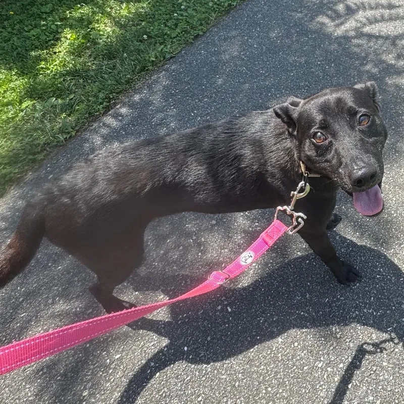 An adult medium-sized male Black Labrador Retriever dog named Yoshie for adoption in Wilmington, DE