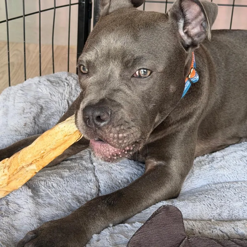A baby large-sized male Gray / Blue / Silver Pit Bull Terrier dog named Homer for adoption in Griswold, CT
