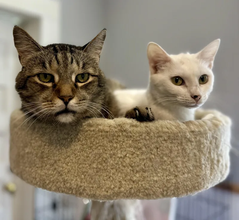 An adult medium-sized female Domestic Short Hair cat named Grandpa Zach & Little for adoption in Lawrenceville, GA