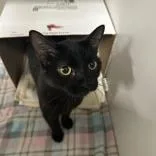 An adult small-sized female Domestic Short Hair cat named Millie for adoption in Hilliard, OH