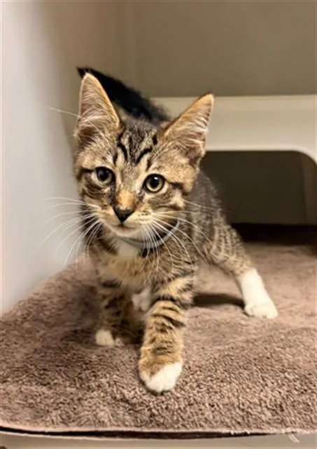 A baby small-sized male Domestic Short Hair cat named Fenix for adoption in Statesville, NC