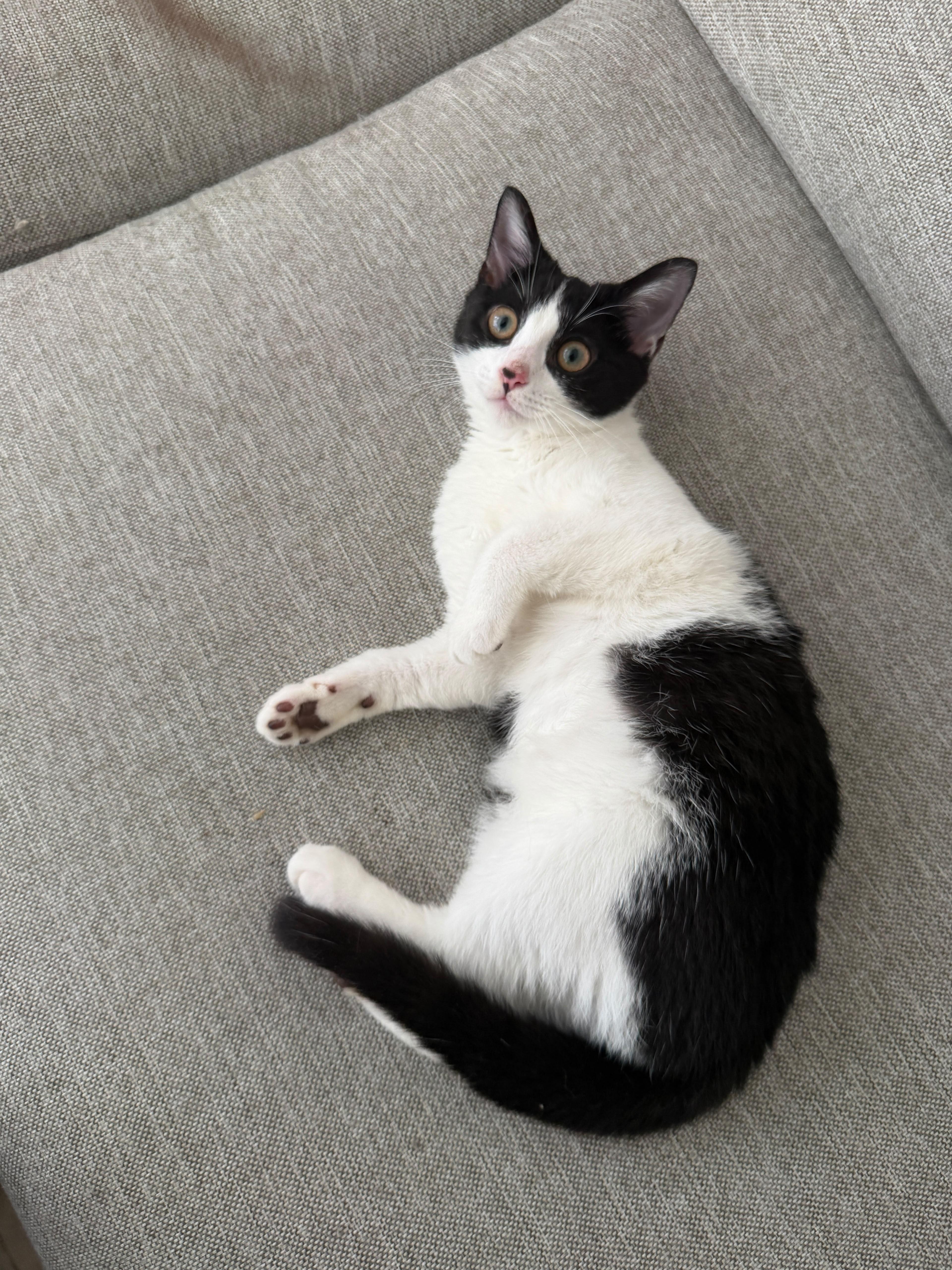 A baby medium-sized female Black & White / Tuxedo Domestic Short Hair cat named Nimbus for adoption in Brooklyn, NY