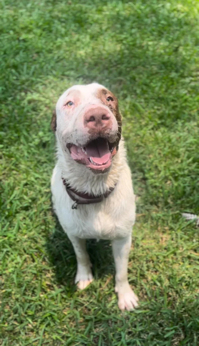 An adult large-sized male American Water Spaniel dog named Boris for adoption in Humble, TX