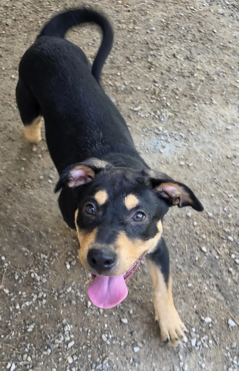 A young medium-sized male Black Pit Bull Terrier dog named Bronco for adoption in Baton Rouge, LA