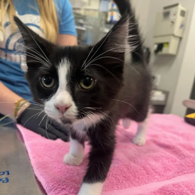 A baby small-sized male Black Domestic Short Hair cat named Lou for adoption in Hinsdale, IL