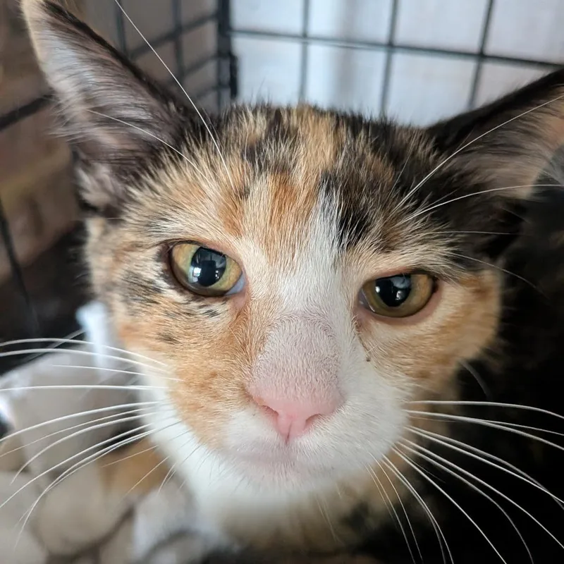 A baby small-sized female Calico Domestic Short Hair cat named Penny for adoption in Fairfax Station, VA