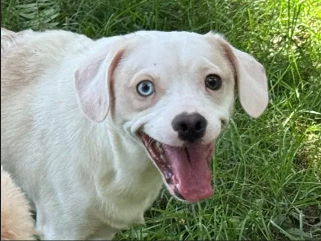 A young small-sized male Beagle dog named Lovealot Bear for adoption in Aurora, IL