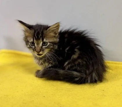 A baby small-sized male Tabby (Brown / Chocolate) Domestic Short Hair cat named Pat for adoption in Bishop, GA