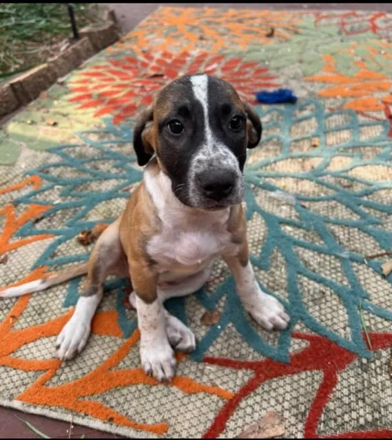 June Bug thumbnail 2