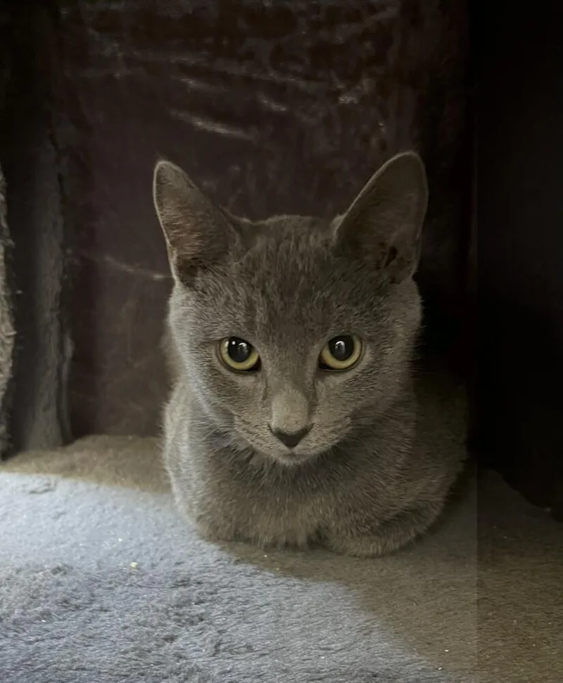 An adult medium-sized male Domestic Short Hair cat named Slate Gray Mob for adoption in Peoria, IL