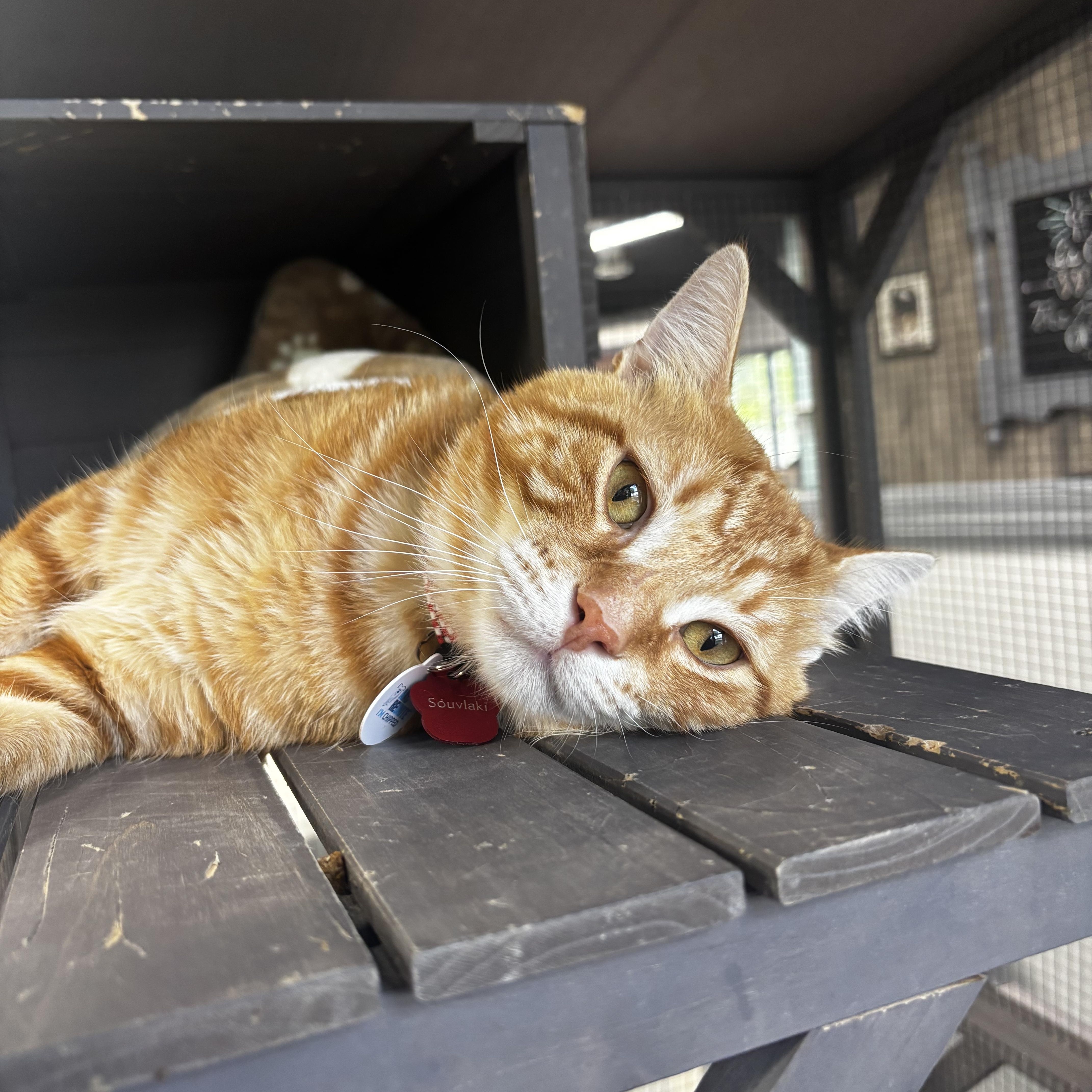 Souvlaki thumbnail 2