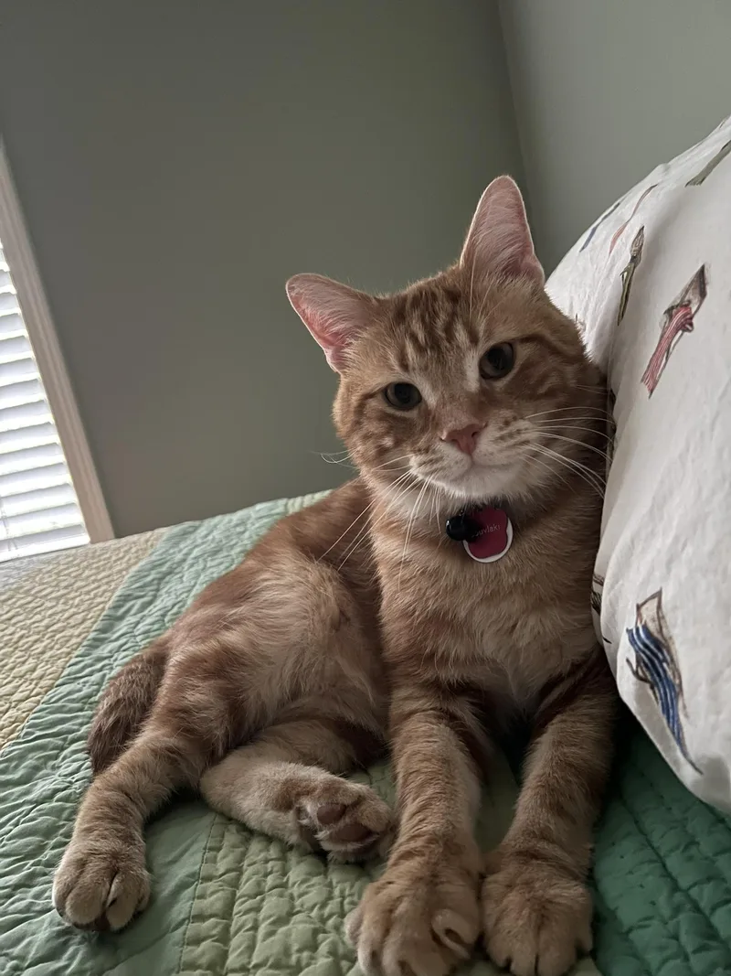 Souvlaki thumbnail 3