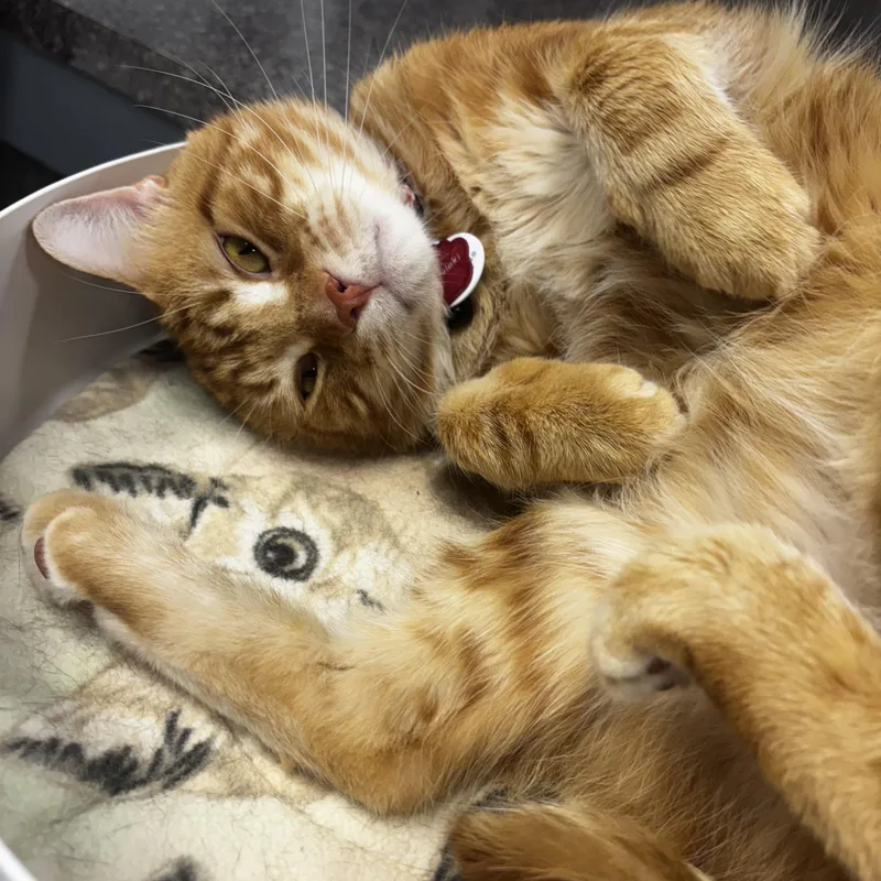 Souvlaki thumbnail 4