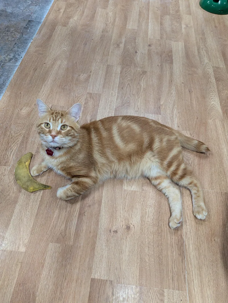 Souvlaki thumbnail 5