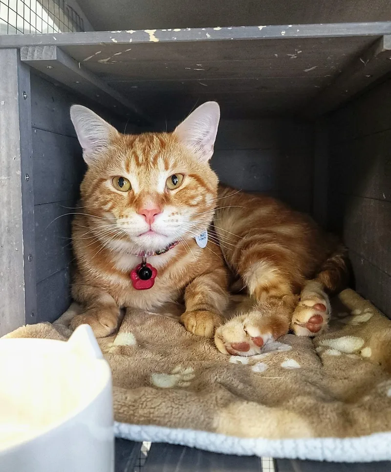 Souvlaki thumbnail 6