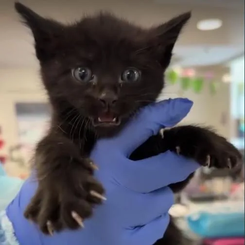 A baby small-sized male Black Domestic Short Hair cat named Claude Monet for adoption in Los Angeles, CA